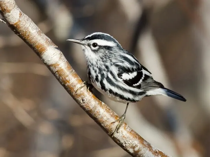 Men’s athletic shoes in the colors of nature - Black and White Warbler